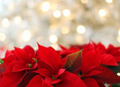 Im Vordergrund ist die Pflanze Weihnachtsstern in kräftiger roter Farbe. Im Hintergrund sind helle Lichtpixel im warmen Licht.